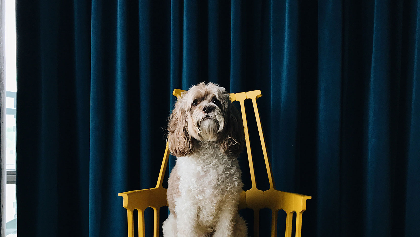 Dog on chair