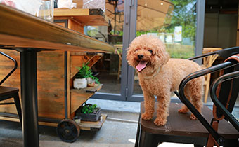 Dog on chair at restaurant