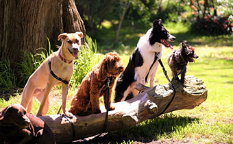 Dogs on a log