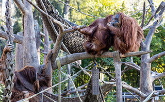 Sacramento Zoo