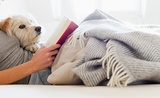 Dog in bed