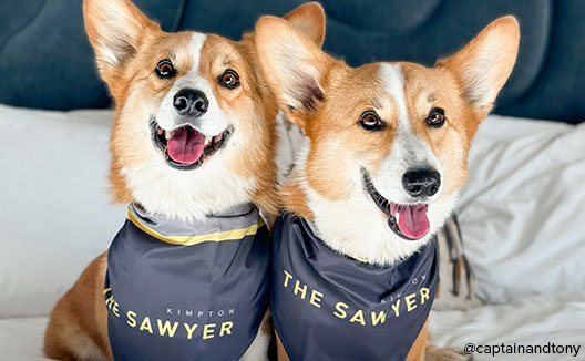 2 Corgis with Sawyer Hotel bandanas - Photo by @captainandtony